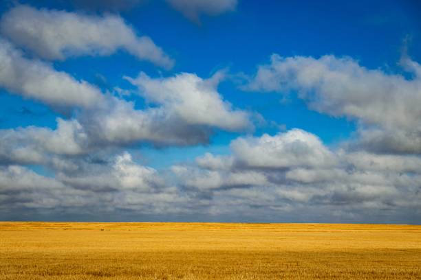 канзас пшеничное поле - kansas wheat bread midwest usa стоковые фото и изображения