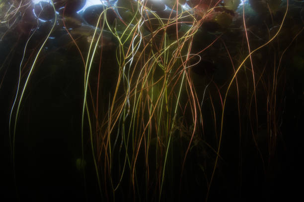 istock Tangle of Lily Pads Growing Underwater 1167440635