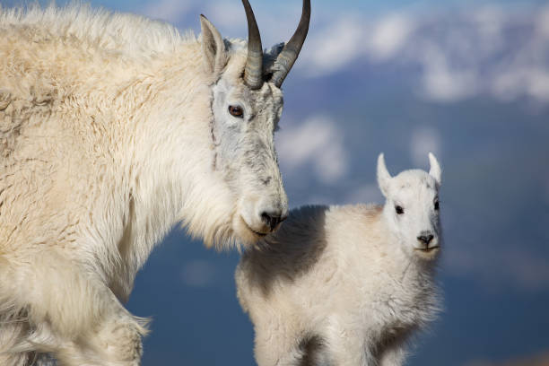 istock Mom and baby Mountain goat 1167440704