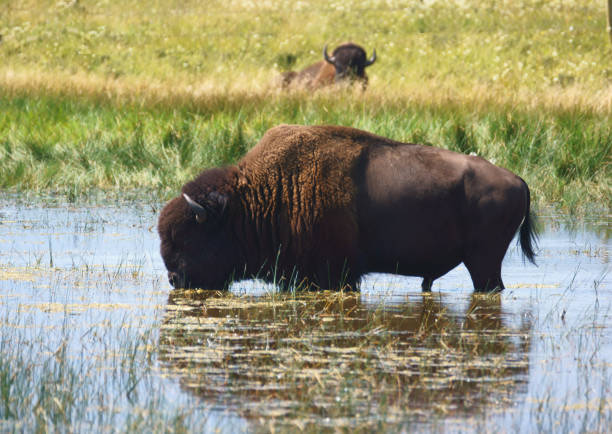 istock Bison in a Shallow Lake, Not Quite Alone 1167442805