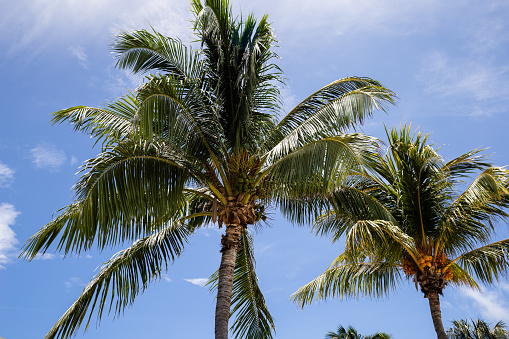 A closeup of a palm tree swaying in the breeze against a bright blue sky, with a clear view of the leaves and coconuts. The tree is on a tranquil beach in Cancun, Mexico during summer. Shot on Canon.