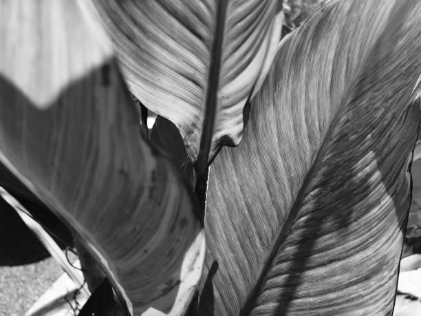 istock Black and White Banana Leaves 1167444930