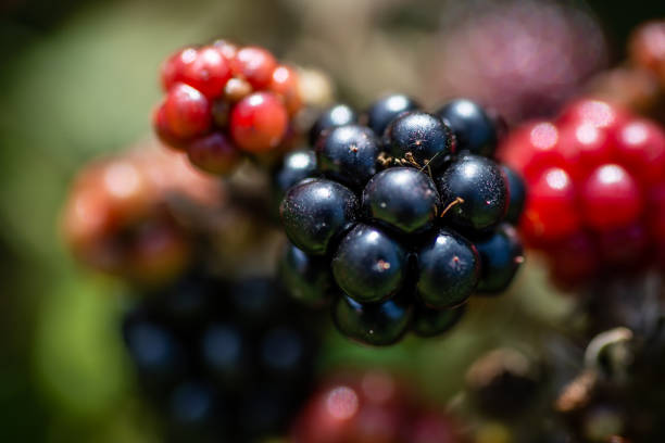 Black Forest Berries Closeup stock photo