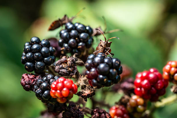 Bugs on Black Forest Berries stock photo