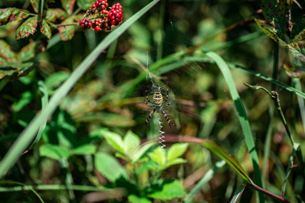 Spider Argiope bruennichi sitting on its web closeup stock photo