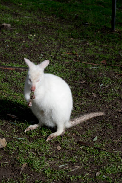 istock this is an albino red necked wallaby 1167452785