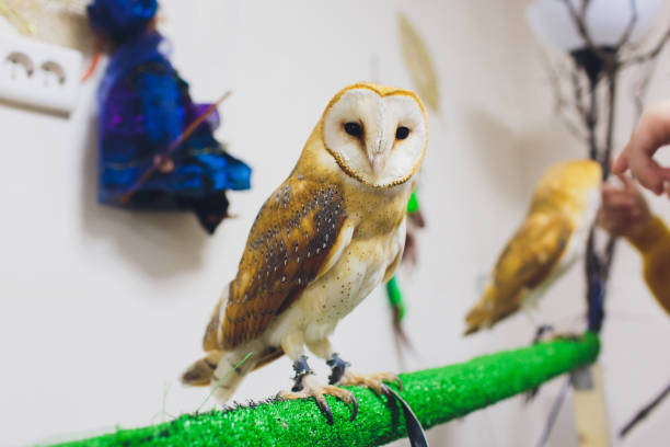 istock A beautiful Couple barn owl Tyto alba perched on a tree stump. Home photo. 1167452929