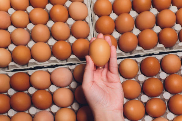 istock brown eggs Paper trays containers paper. many female hand 1167453063