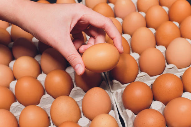 istock brown eggs Paper trays containers paper. many female hand 1167453076
