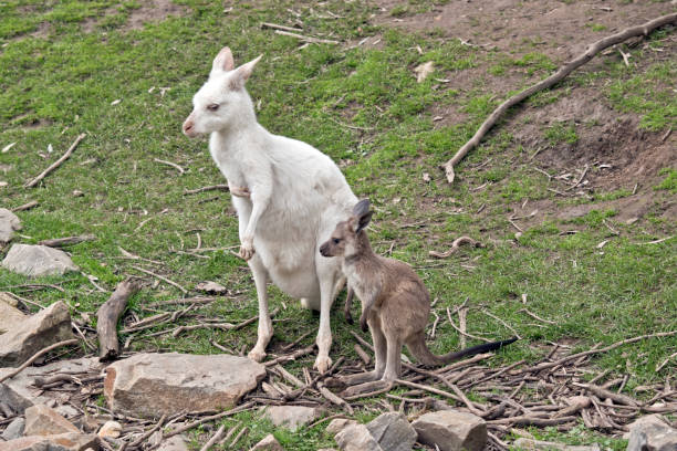 istock an albino western kangaroo with her brown joey 1167453637