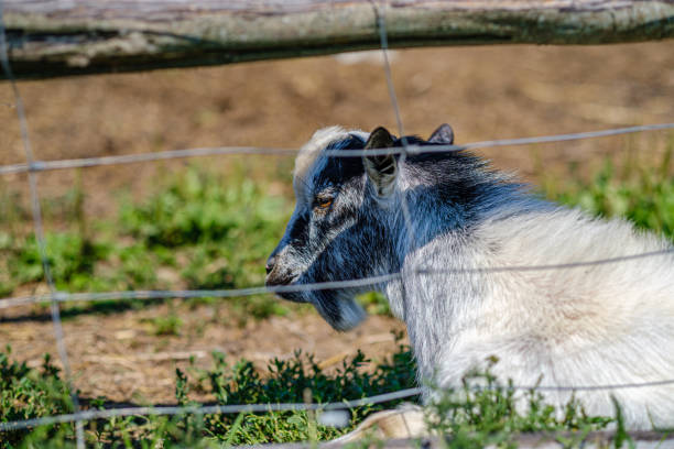 istock domestic goat behind bars in countryside 1167454686