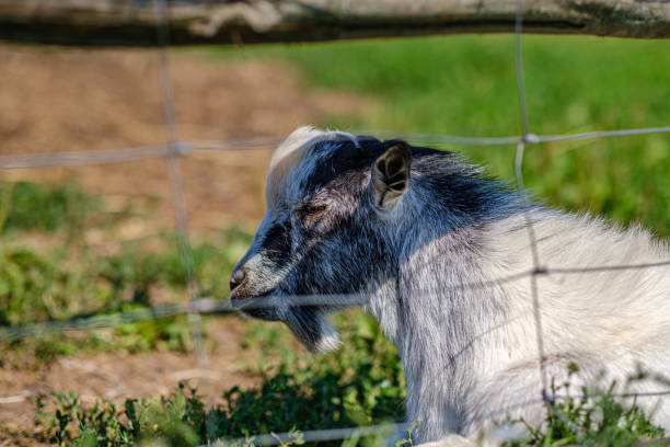 istock domestic goat behind bars in countryside 1167454691