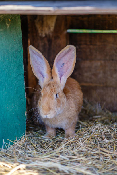 istock domestic rabbits in the cages behind bars 1167454701