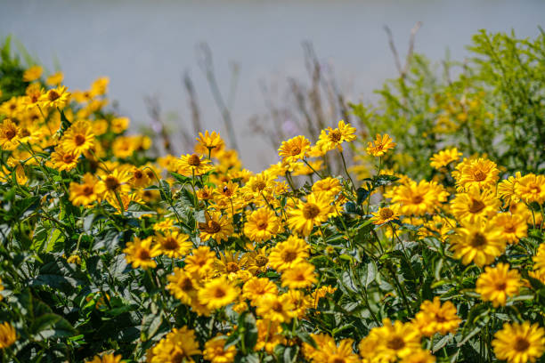 istock yellow flowers in nature with blur background 1167454705