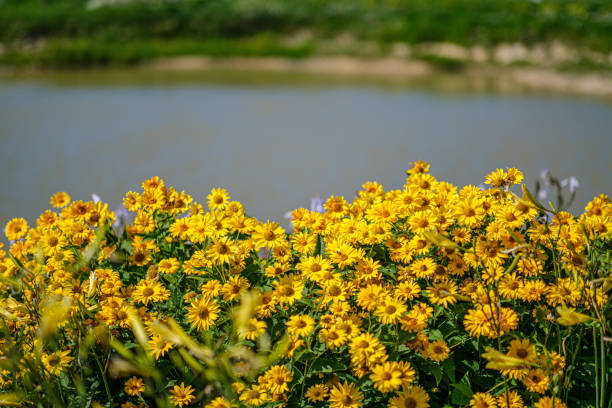 istock yellow flowers in nature with blur background 1167454708
