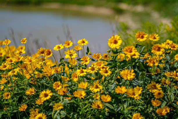 istock yellow flowers in nature with blur background 1167454709