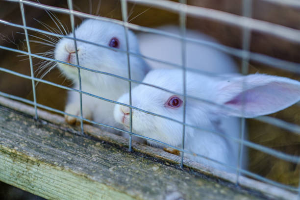 domestic rabbits in the cages behind bars feeding