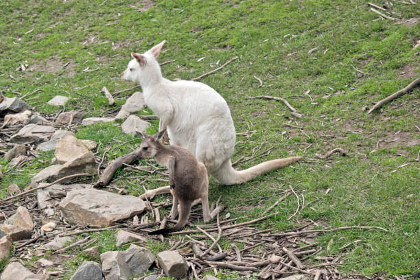 istock an albino western kangaroo with her brown joey 1167454734