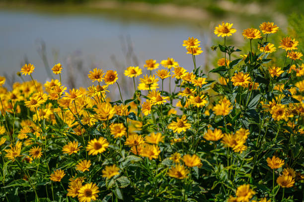 istock yellow flowers in nature with blur background 1167454845