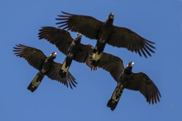 istock Yellow-tailed Black Cockatoo 1167457958