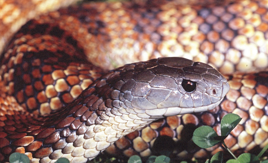 Eastern Tiger Snake close up