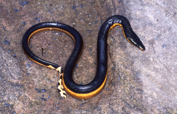istock Yellow-bellied Sea Snake 1167458179