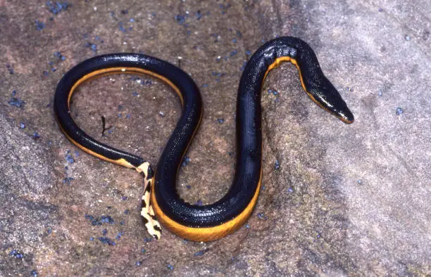 Photo of Yellow-bellied Sea Snake