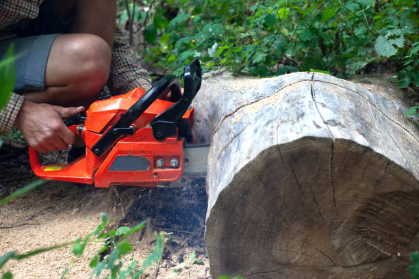 istock guy cuts a chainsaw stump of a fallen tree 1167460381