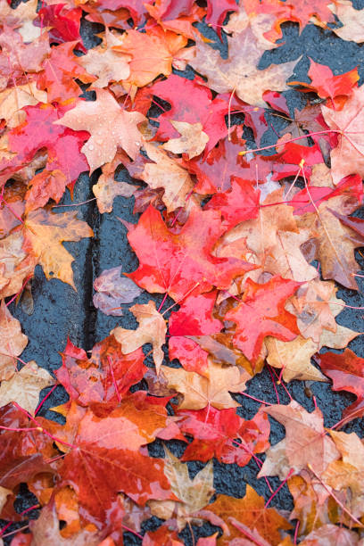 istock Autumn Rain over Fallen Leaves 1167462991