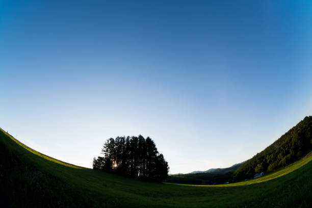 Blue sky of evening and larch forest in Biei