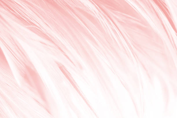 istock Pink vintage color trends feather texture background 1167465917