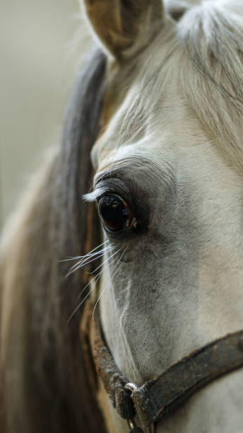 istock horse eye close up macro 1167467580