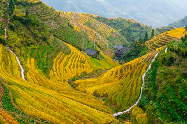 Hiking through the majestic rice terraced fields during harvest season near Ping An village, Longsheng County, Guangxi, China.