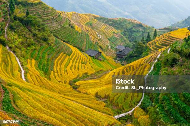 Rice Terraces Guangxi China Stock Photo - Download Image Now - China - East Asia, Farm, Terraced Field