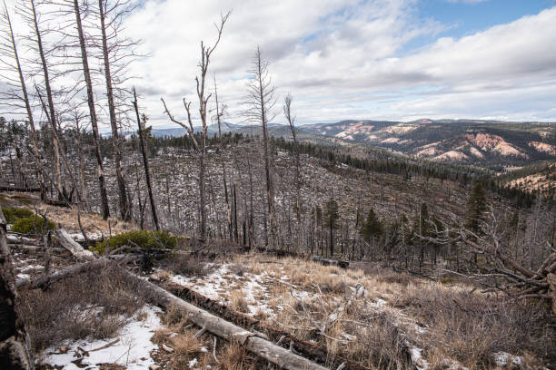 istock Forest in arid highlands affected by wildfires. Dead forest damaged by fire in the late fall in Bryce Canyon National Park, Utah, USA. 1167472315