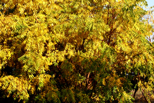 An enormous Neem tree with yellow leaves during autumn season. Neem is subcontinental tree famous for its therapeutic nature and widely consumed in Indian herbal medicines.