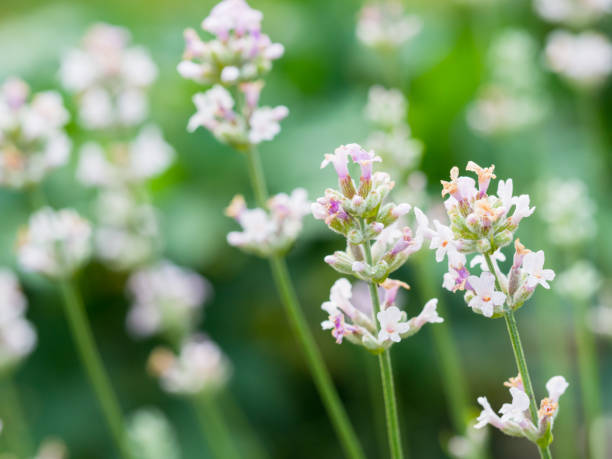 istock Beautiful white Lavender blooming in green meadow 1167475671