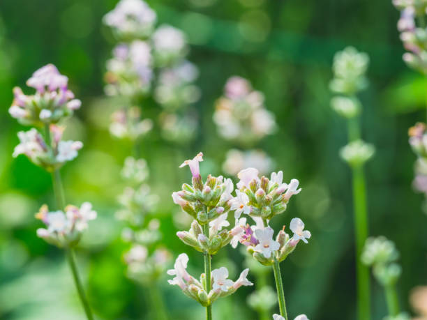 istock Beautiful white Lavender blooming in green meadow 1167475700