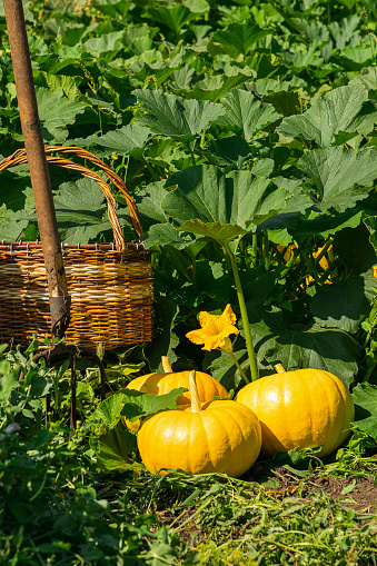 Fresh ripe organic pumpkins on green grass outdoors. Autumn and summer harvest concept. Biofarm and gardening. Selective focus. Vertical frame