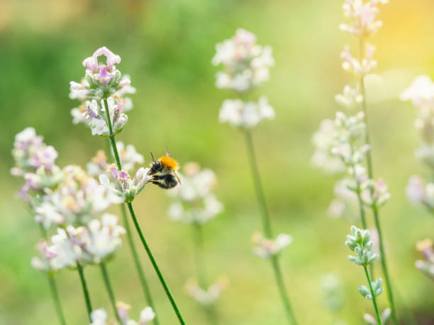 istock Beautiful white Lavender blooming in green meadow 1167476278