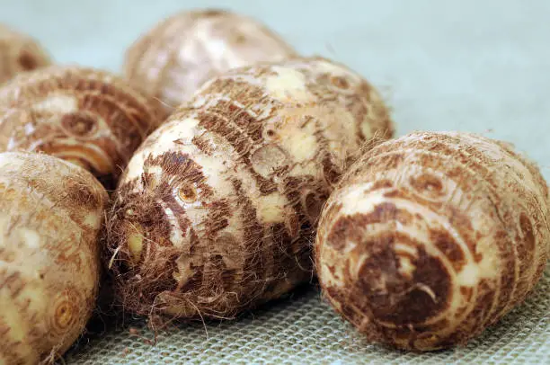 a group of taro on burlap