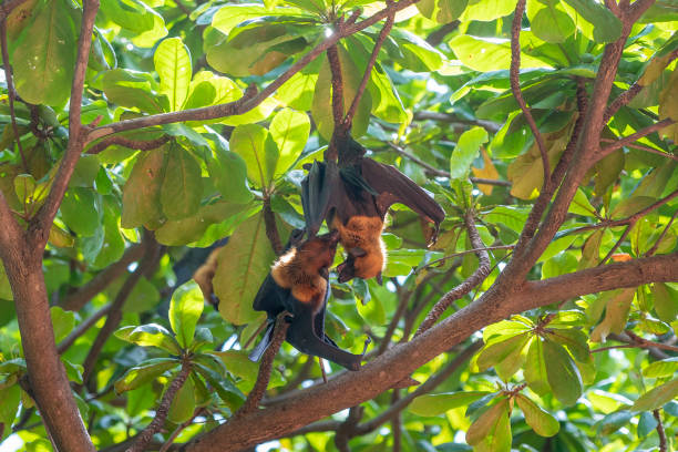 istock Fighting Bats in Wat Pho Bang Klah, Thailand 1167478108