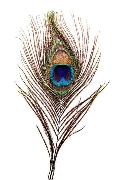 istock peacock plume on white close-up 1167478303