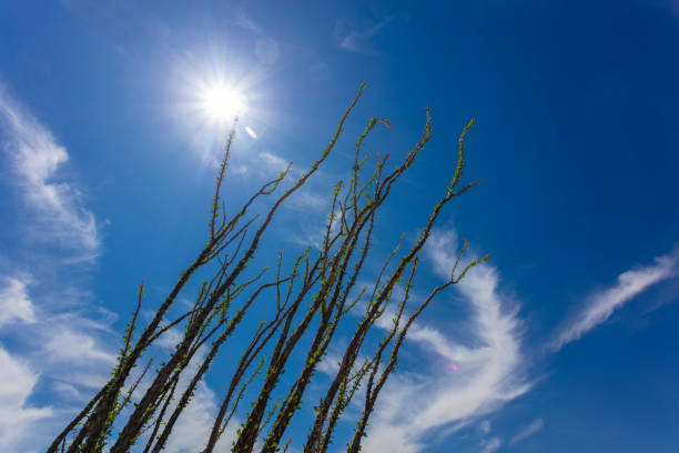 A Day time scene in Tucson, Arizona showing saguaro cactus in the Sonoran Desert.