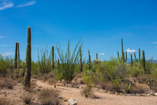 istock Sonoran Desert in Arizona 1167478469