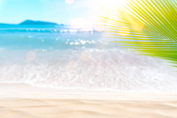 istock Blur beautiful nature green palm leaf on tropical beach with bokeh sun light wave abstract background. 1167479356