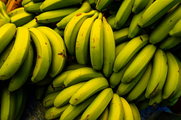 바이오 대량 생산을위한 녹색 바나나 - banana bunch yellow healthy lifestyle 뉴스 사진 이미지