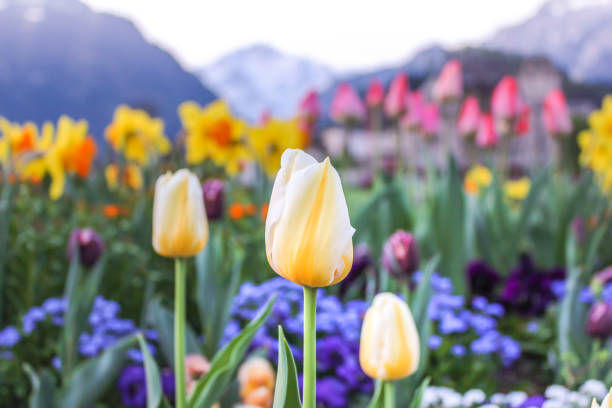 istock The Tulip flower 1167481072