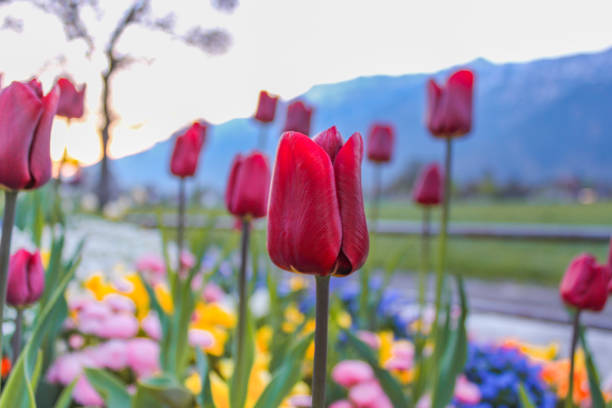 istock The Tulip flower 1167481088