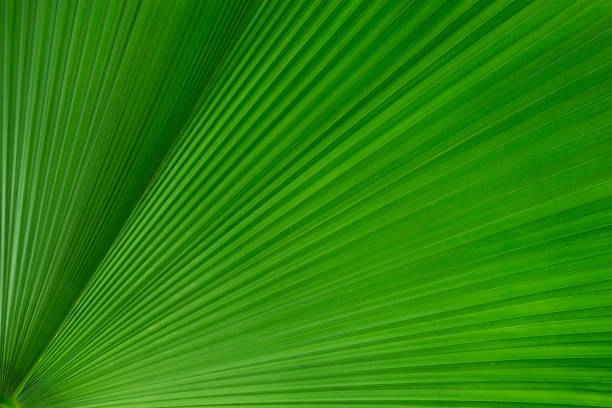 istock Abstract of green palm leaf for background 1167481132